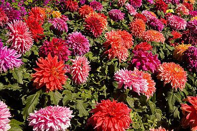 手绘风独立冒险游戏《长臂猿：丛林之外》公布